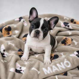 Névre szóló kutyatakaró – mopsz és francia bulldog